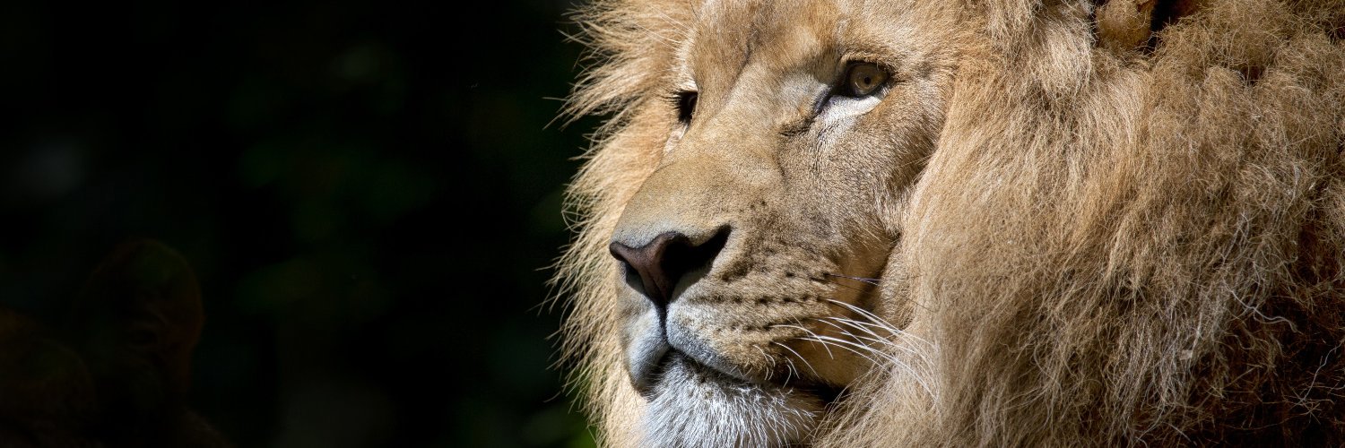 neolixtrader's profile banner image