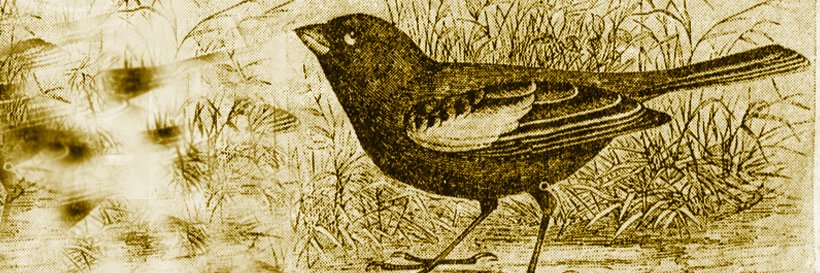 Chris Giguère banner