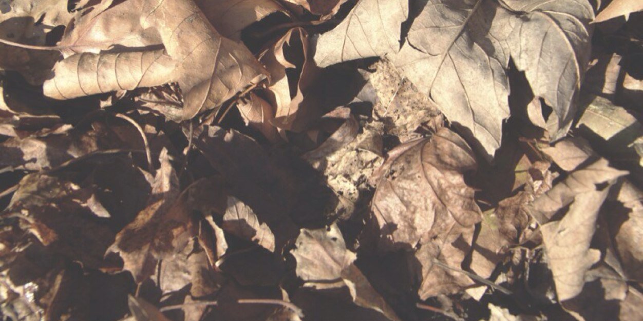 ADAMLEVlNES's profile banner image