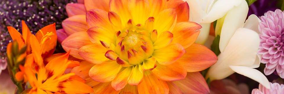 Renee_Burroughs's profile banner image