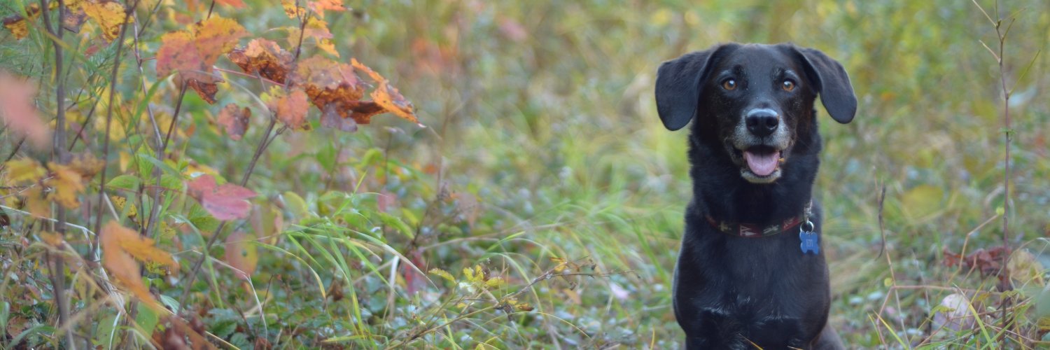 Megan Kiely Mueller banner