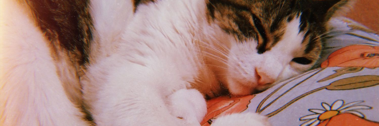 Ani 🧜🏼‍♀️ banner