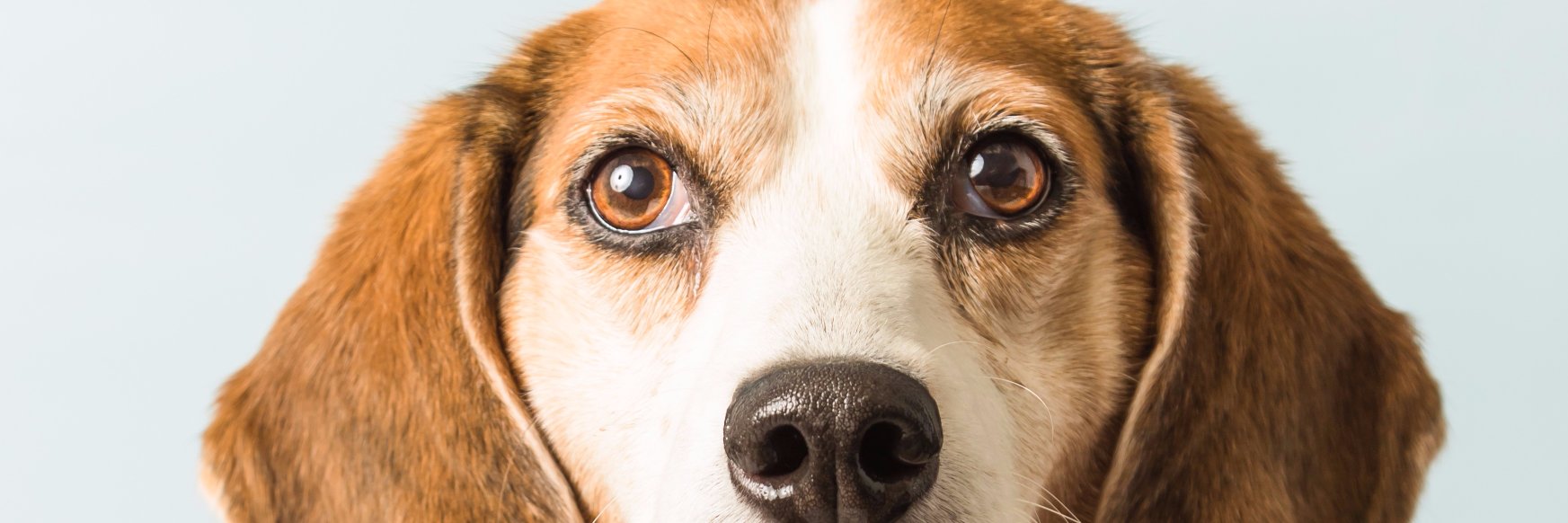 BlueRidgeHumane's profile banner image