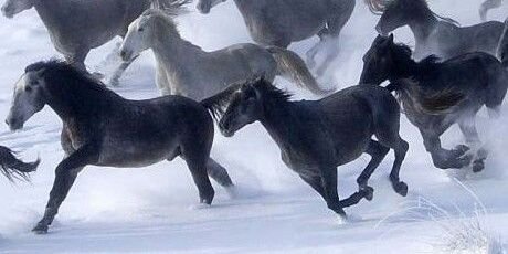 EquestrianW's profile banner image