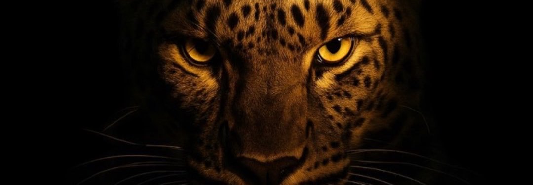 botelhobe_'s profile banner image
