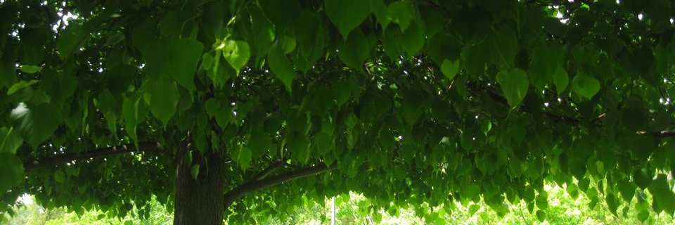 claramacrae's profile banner image