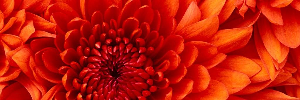 OprahRevish's profile banner image