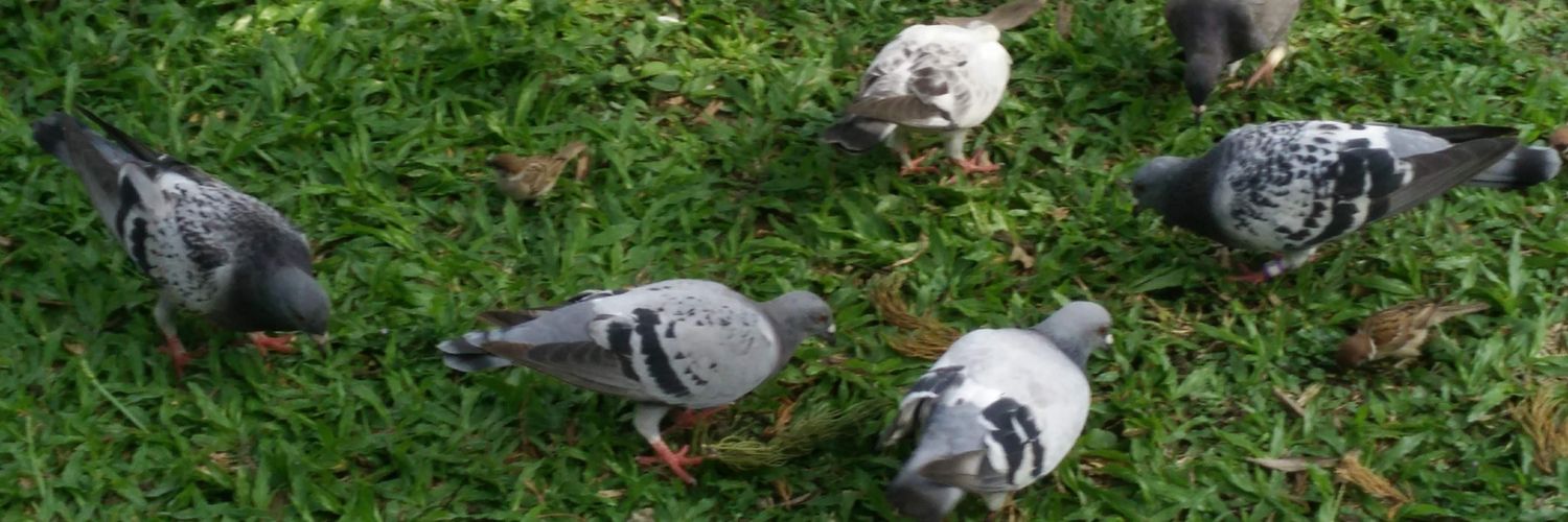 puffertjes's profile banner image