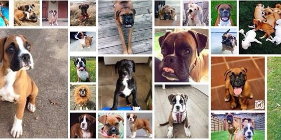 boxergram's profile banner image