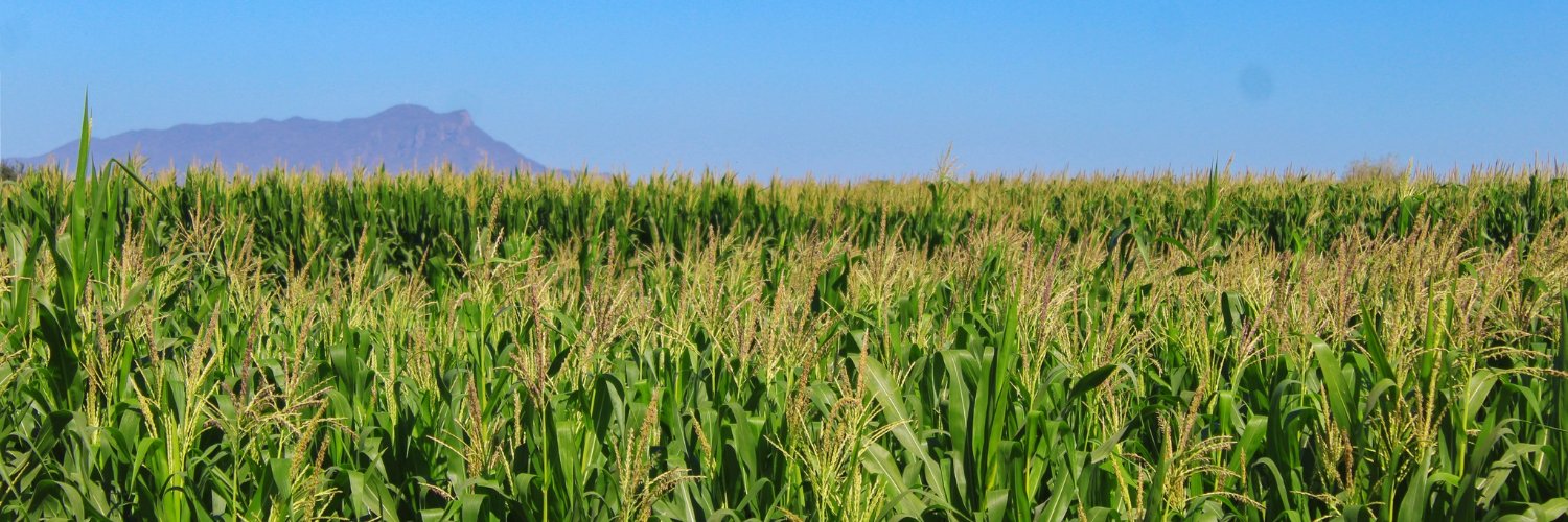 ProduceSinaloa's profile banner image