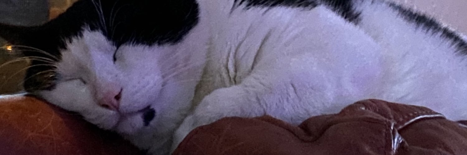 zoinksitscallie's profile banner image