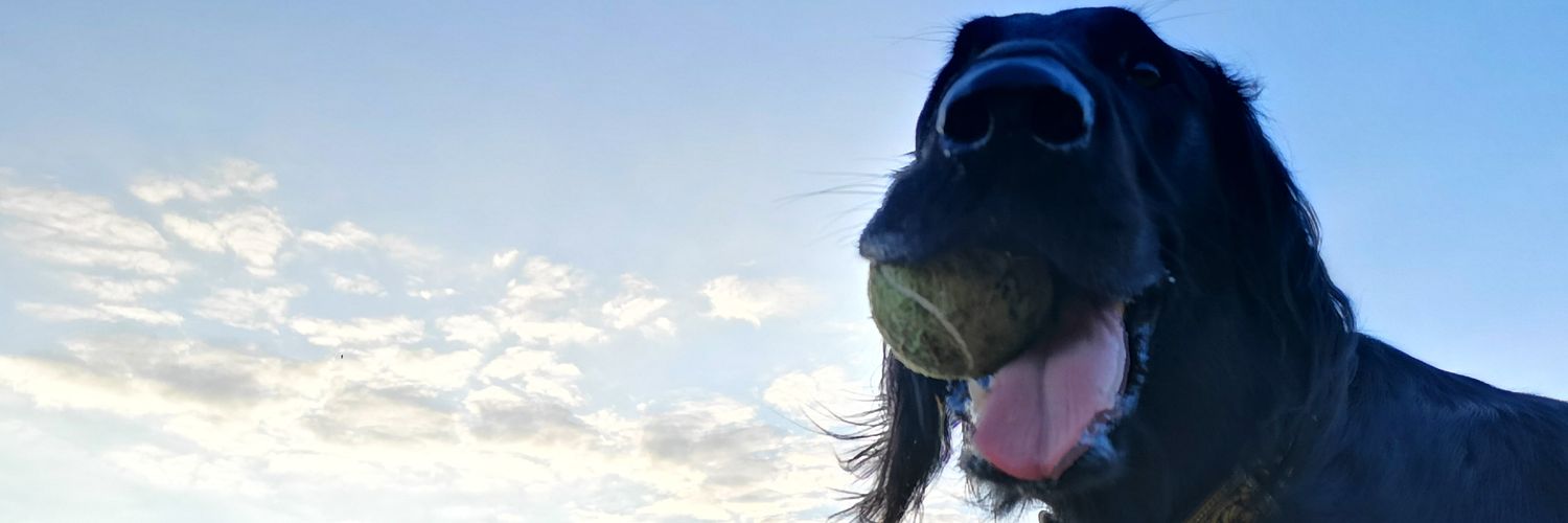 SamLFraser's profile banner image
