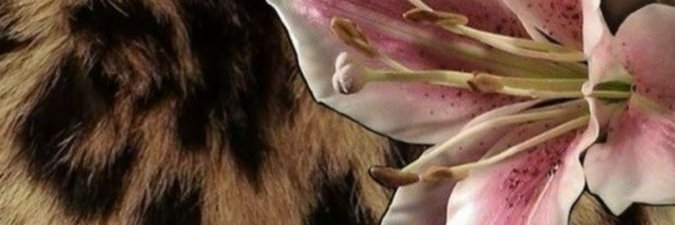 melbardak's profile banner image