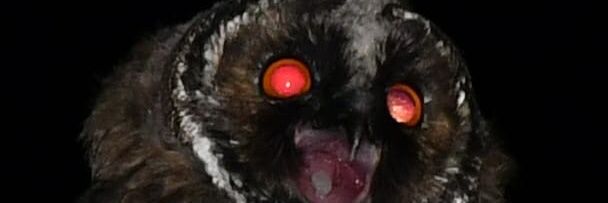 GuanchePili's profile banner image