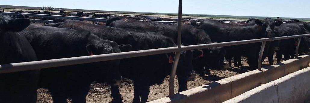 CashCattleTrade's profile banner image