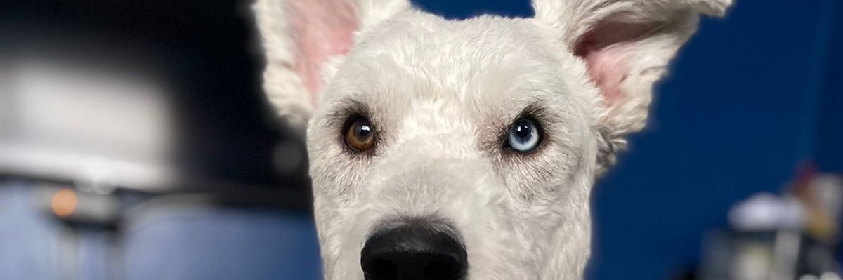 andreixo's profile banner image