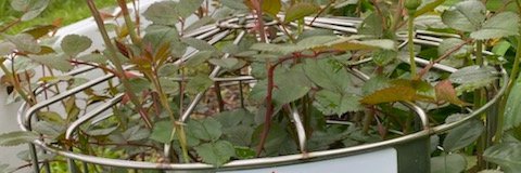 etiquetteiowa's profile banner image