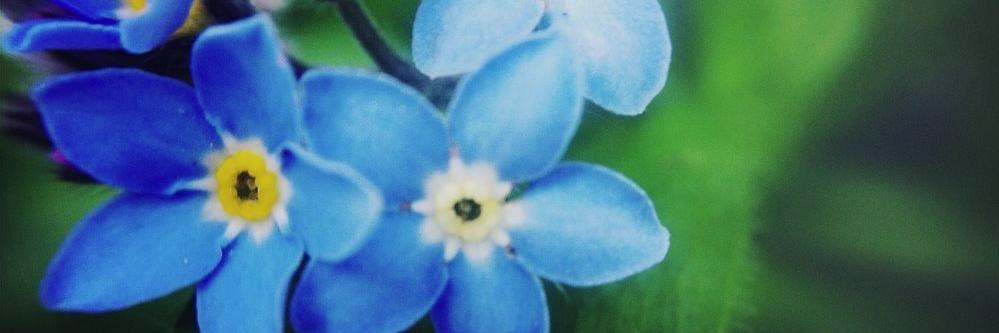 InnerBloom's profile banner image