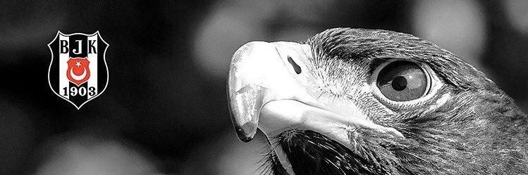 didardumann's profile banner image