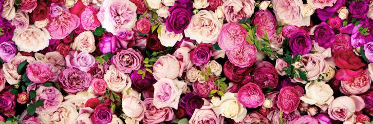AleMariane's profile banner image