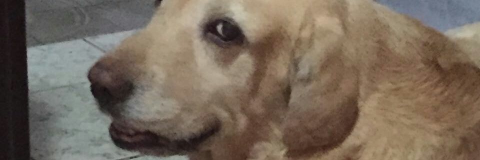Danny_ciacei's profile banner image