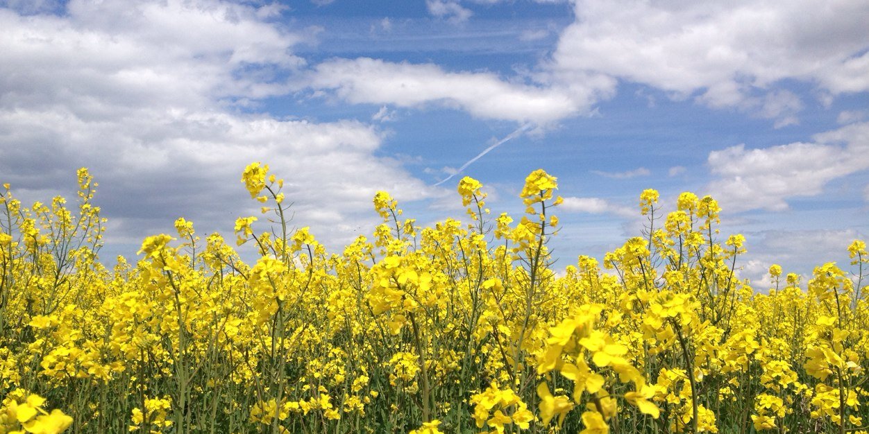 Ana Belen Bastardo banner