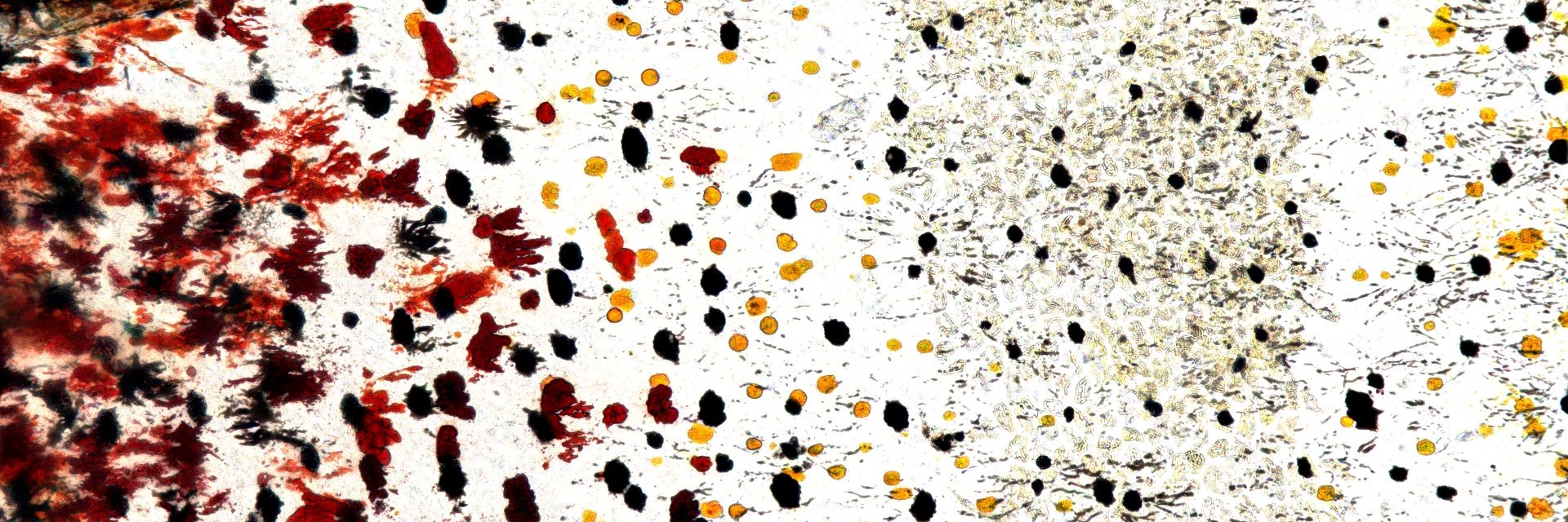 Sebastian G. Alvarado banner