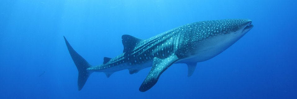 Richard Hardiman banner