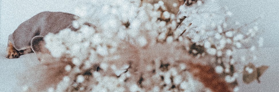 bethny 🖤 banner