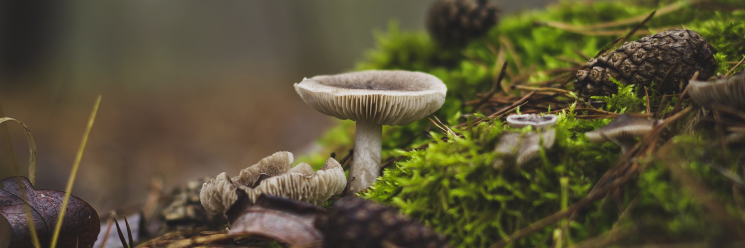 Justin Schneck banner