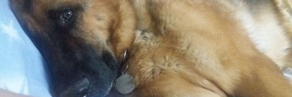 dani_xtv Profile Banner