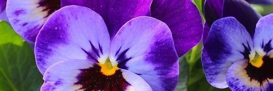 Q_Rowina's profile banner image
