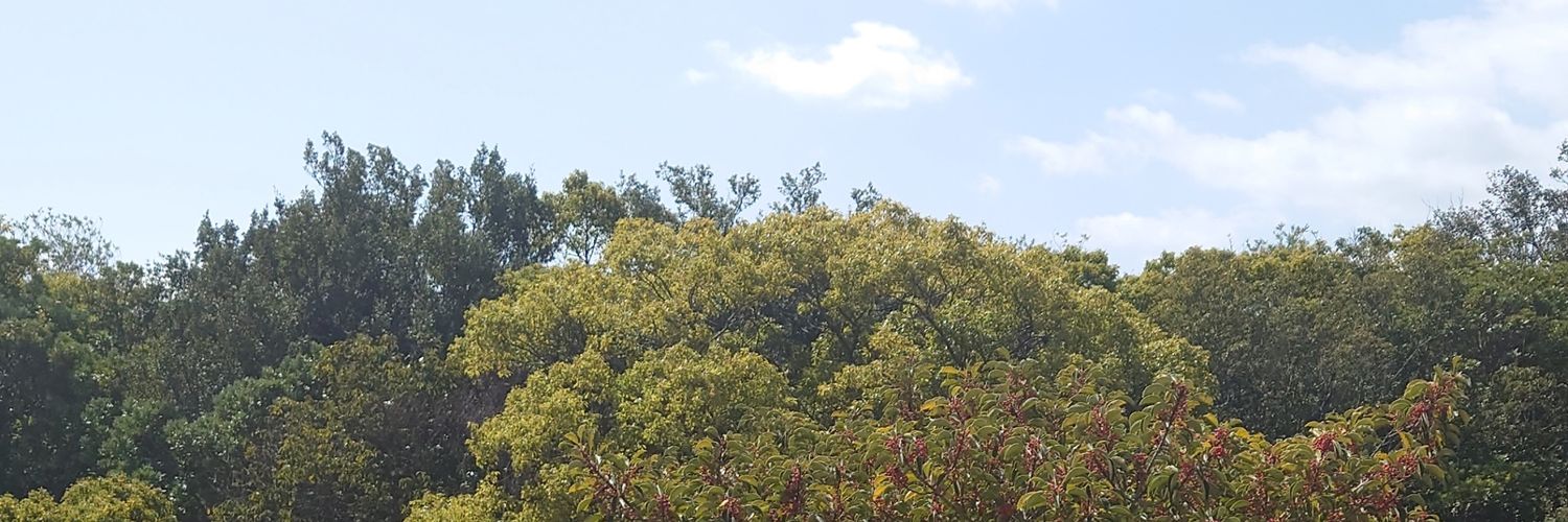 和歌山のりゅう banner