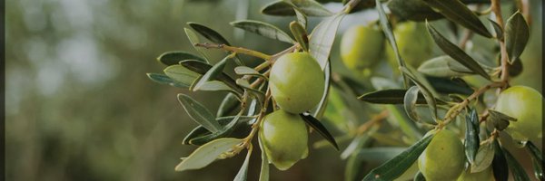 birgulaguler Profile Banner