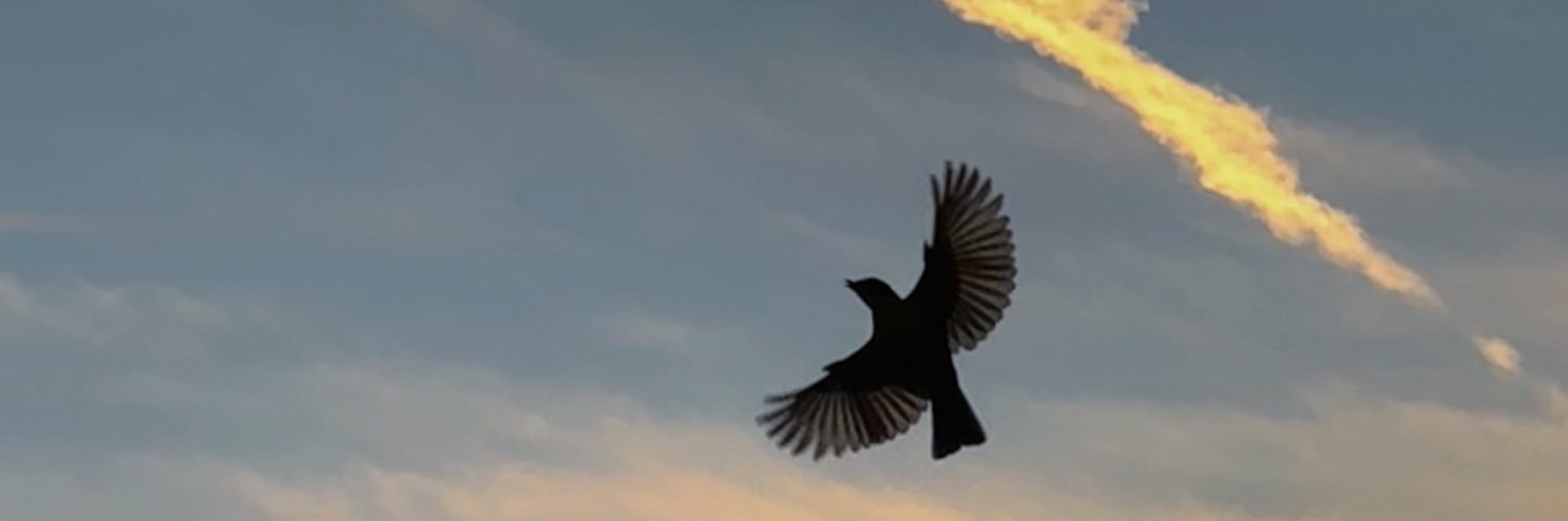 GraceRey26's profile banner image