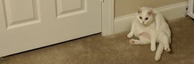 pigeonerTM's profile banner image
