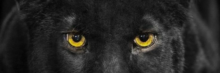 GasaGamora's profile banner image