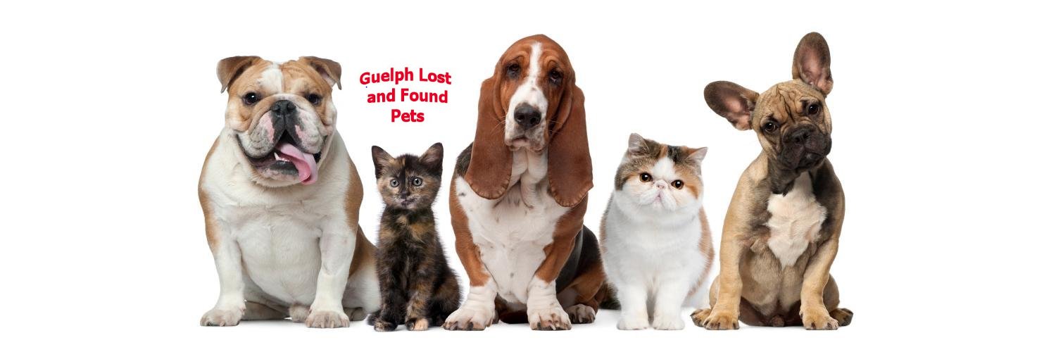 GuelphLostPets's profile banner image