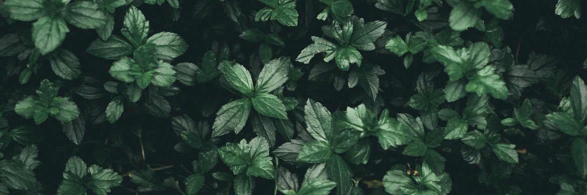 Dr. Lelde Clemente 🇱🇻 banner