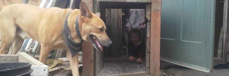 Danger Dingo banner