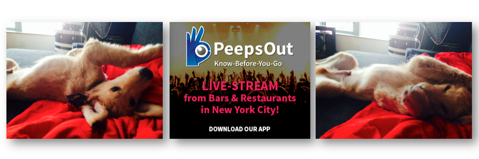 PeepsOutPup's profile banner image