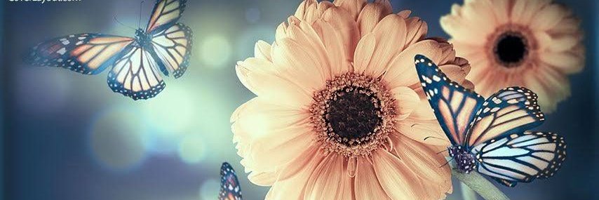 amavibear's profile banner image