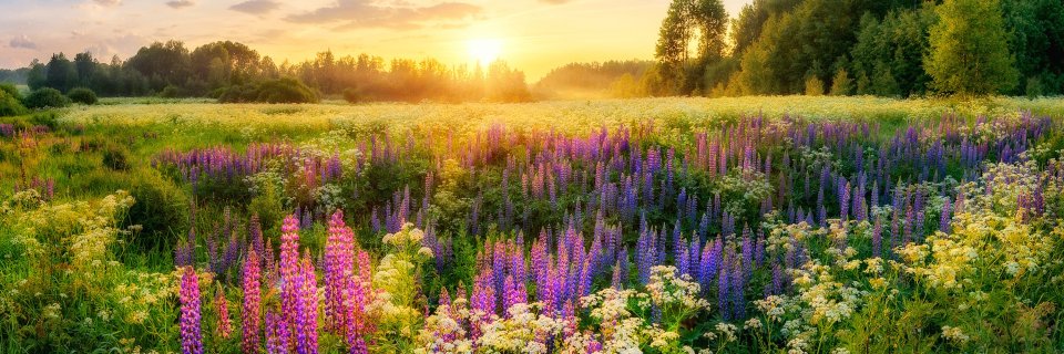 Resso_Perdown's profile banner image