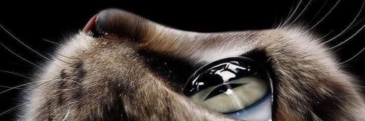 CShakon's profile banner image