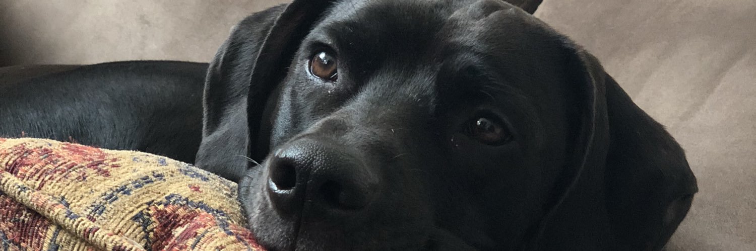 Riley_Logsdon's profile banner image