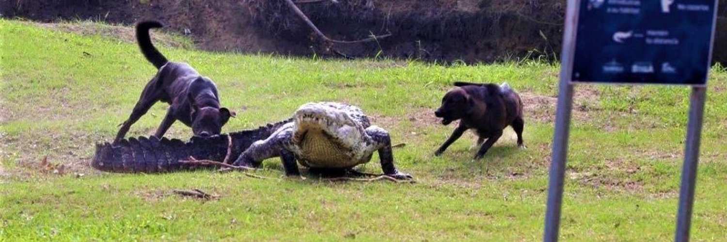 Paquita Disco banner