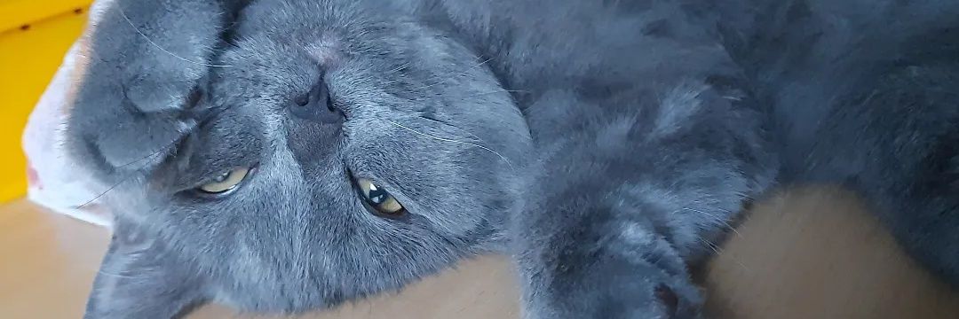 KittyVanCatPriv's profile banner image