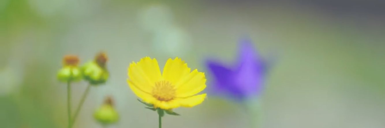 ruimi1895's profile banner image
