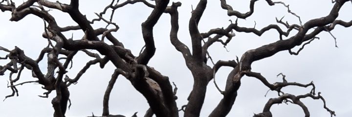 Alonso Zanela M banner