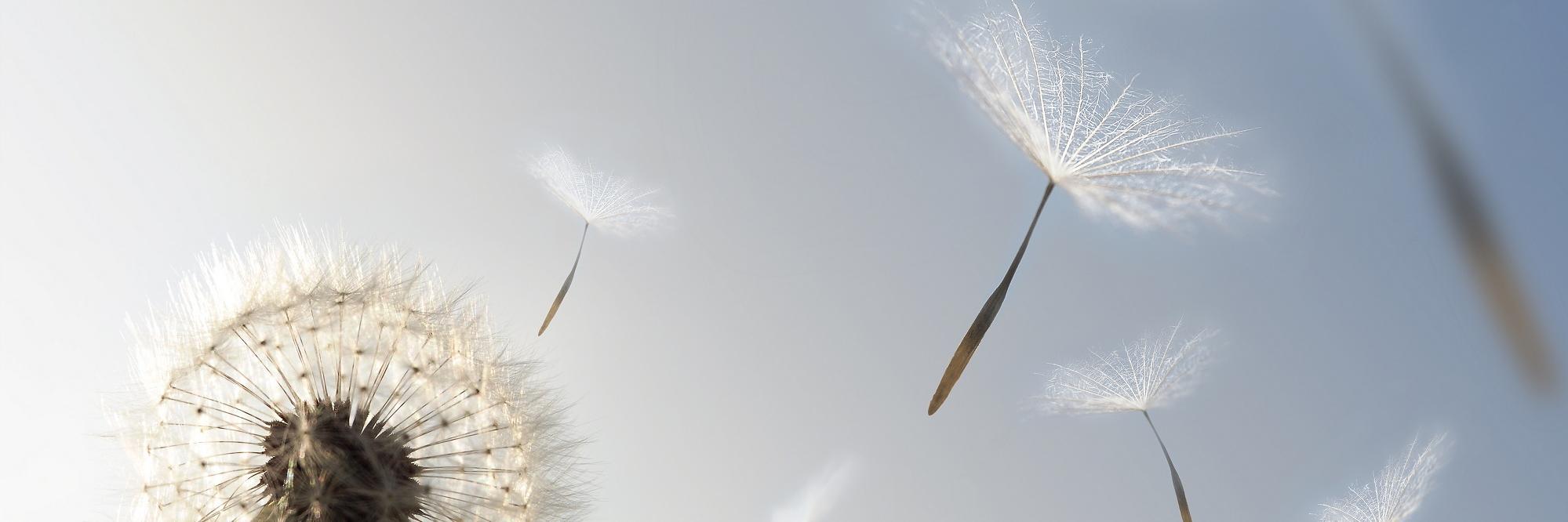 Wellbeing Education banner